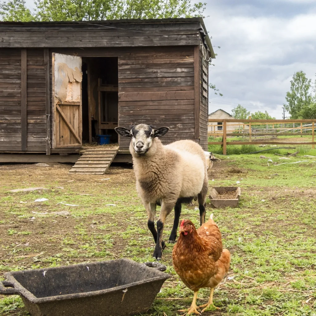 countryside landscape whis geese chickens turkey 2025 03 11 03 23 16 utc