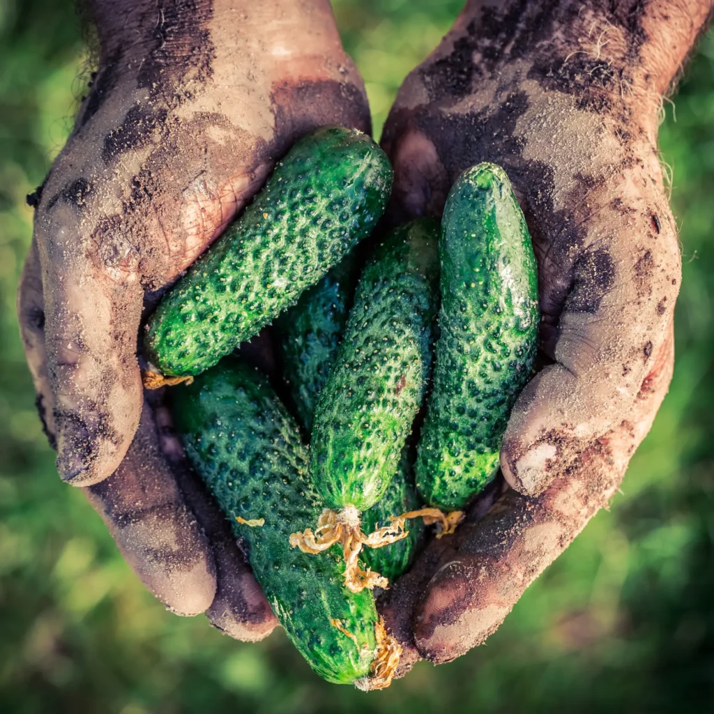 ripe cucumbers in hands in garden in summer 2025 03 24 02 04 21 utc